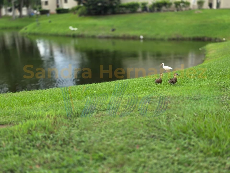 Wide green areas to relax, and a lovely lake where ducks come by to visit.