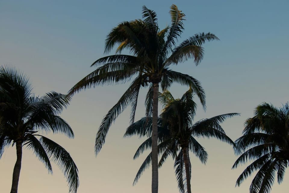 Tall palms swaying against a soft sky, the laid-back tropical backdrop of your Cancun getaway