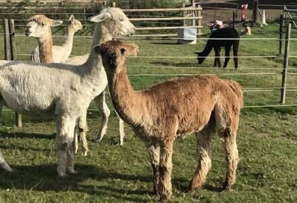 alpacas 1