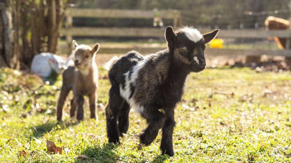 Cookie & Mia —Feeding & petting them are free part of your stay!