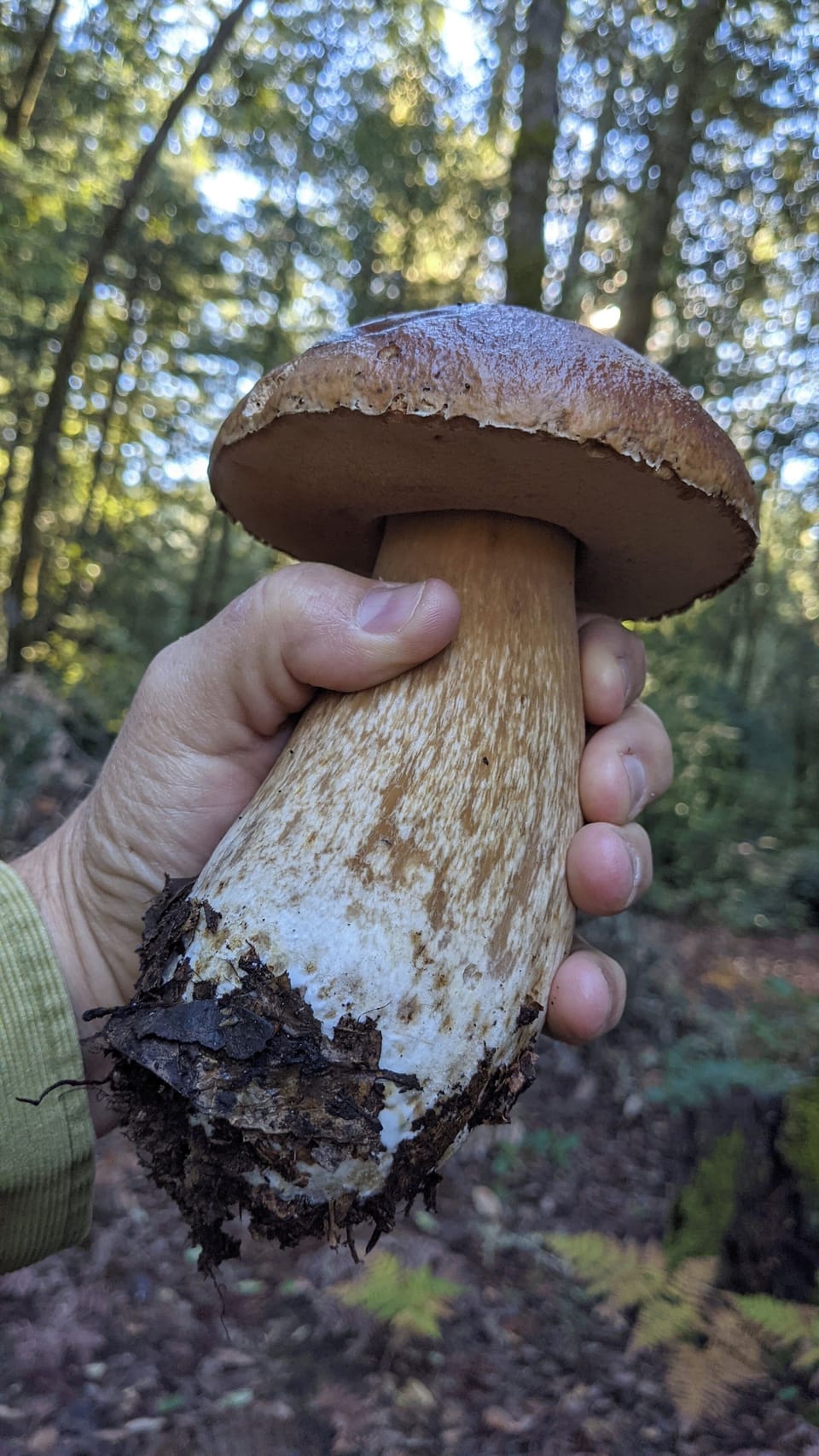 Porcini season is late fall