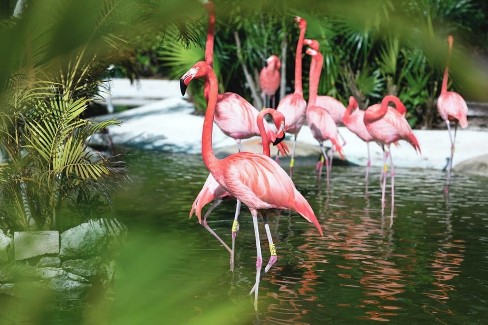 Wildlife