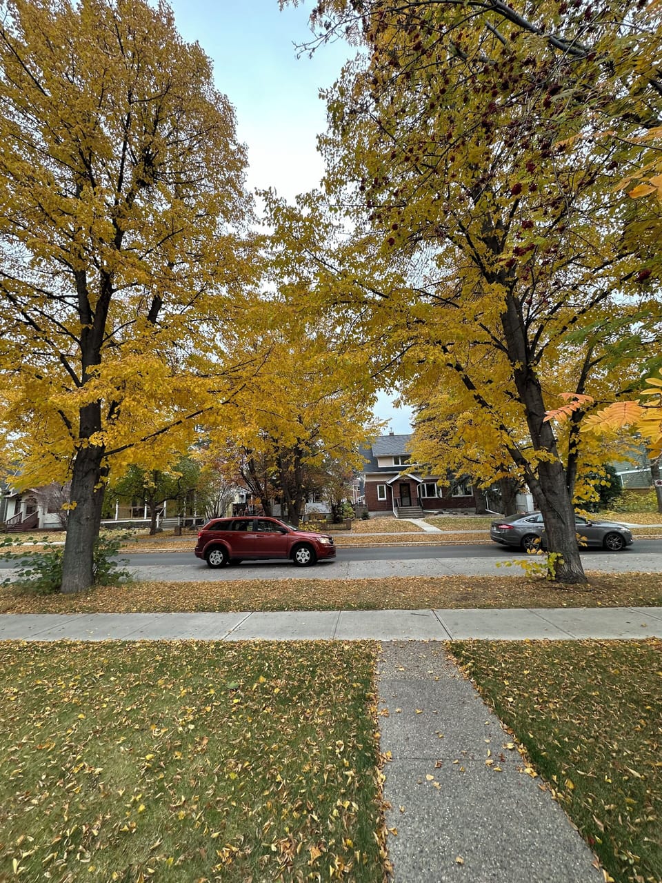 Charming tree-lined street with beautiful seasonal colors