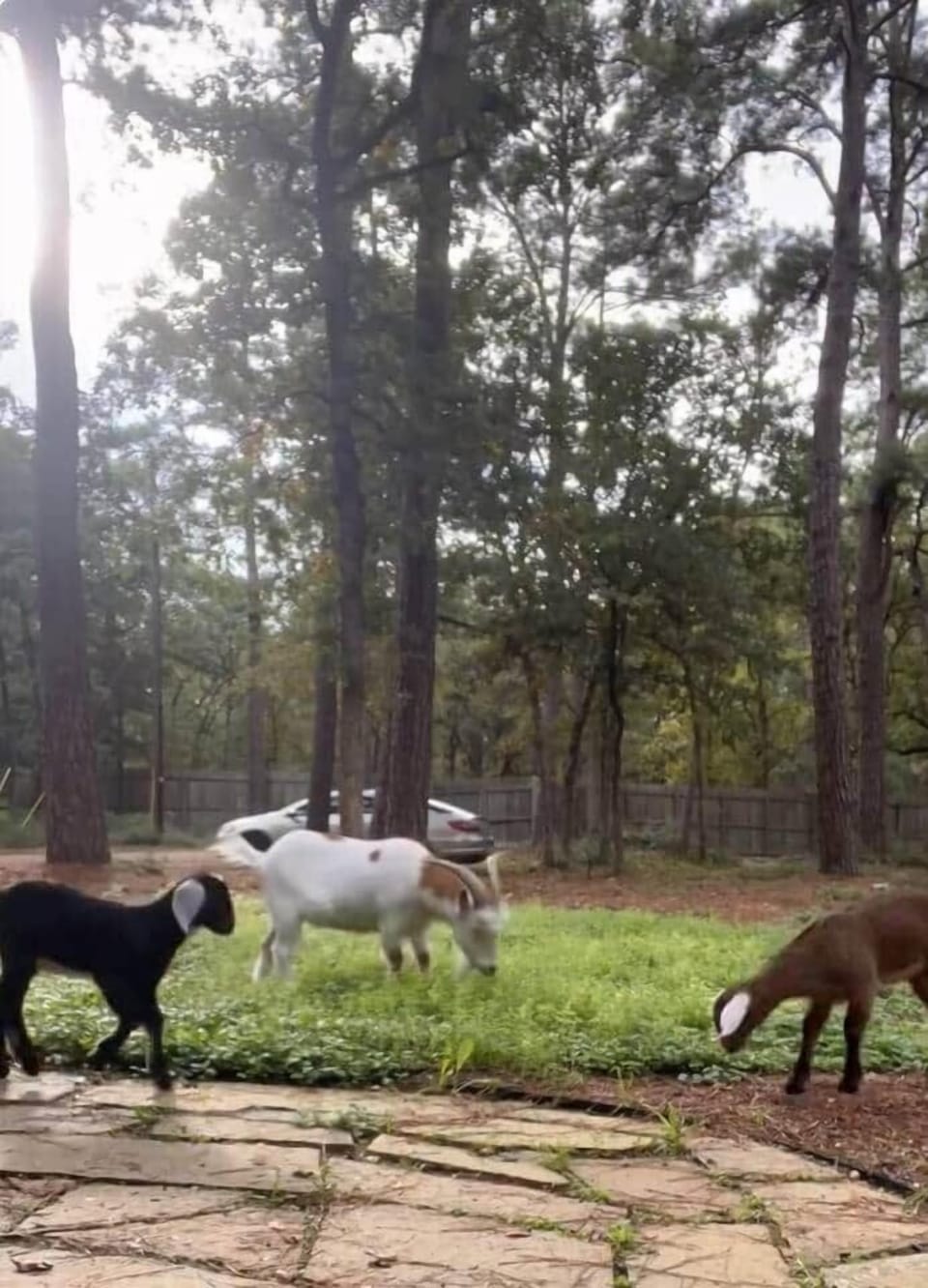 Meet our friendly goats, Nelly, Ned, Tony, and Dite, in their private enclosure! Ned (black) and Nelly (brown) were born right here on our property. Enjoy their playful antics and add a unique touch to your stay. 