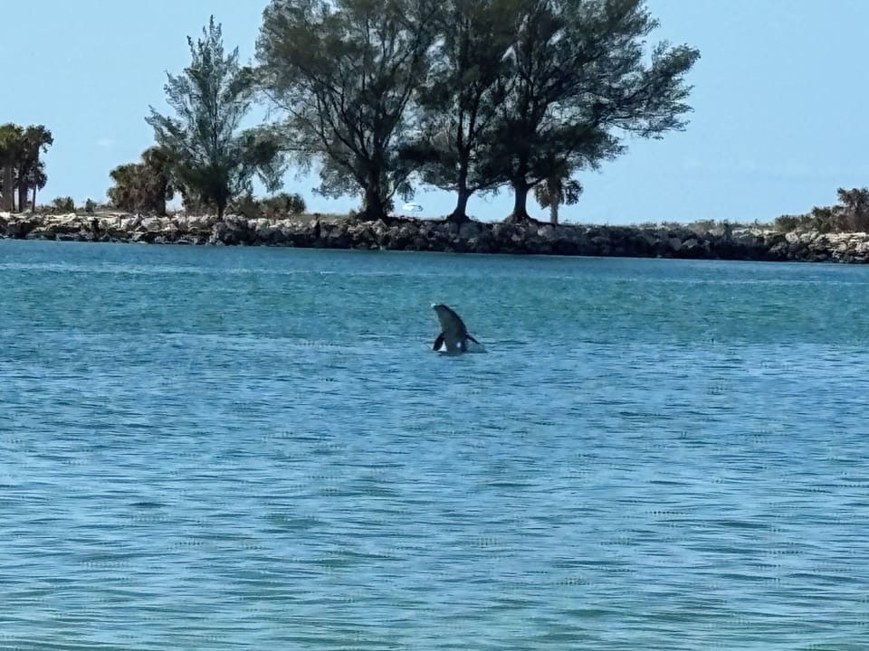 DOLPHINS ALL DAY EVERY DAY