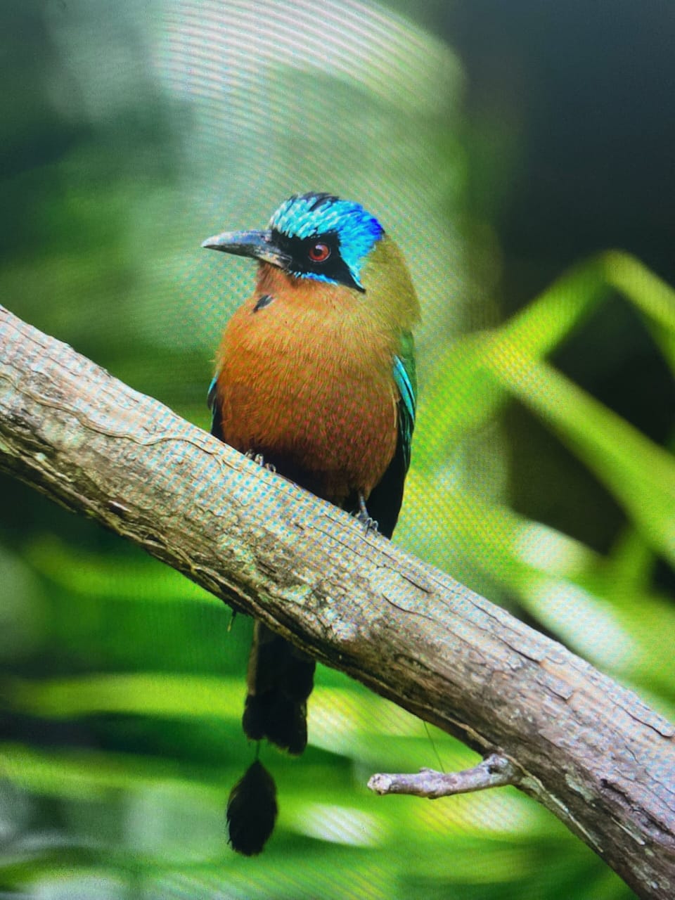 Motmot in the garden