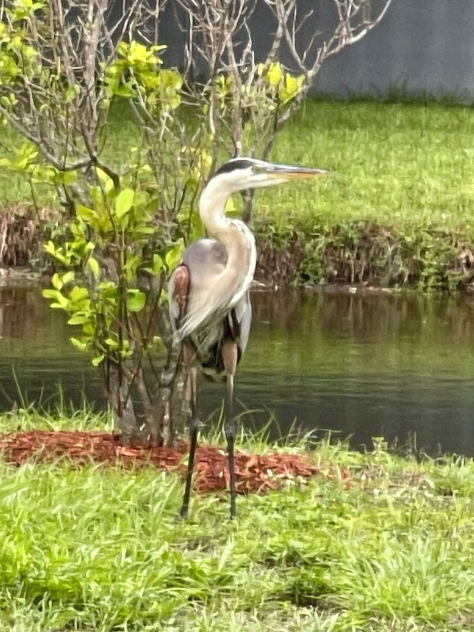 What you’ll see from lanai
