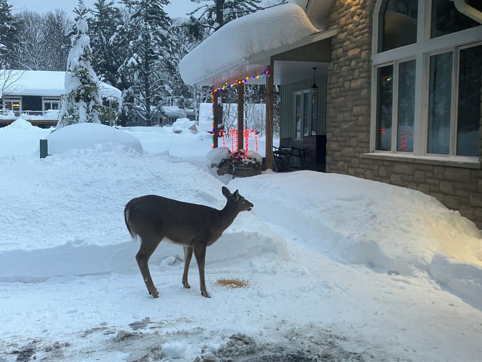 A regular at the cottage.