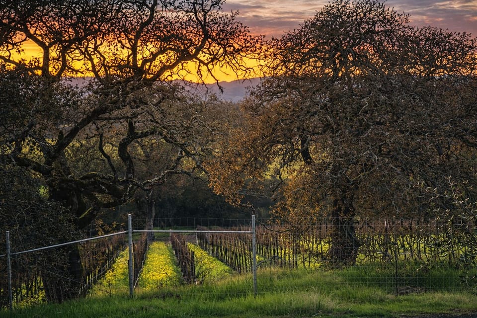 Unobstructed vineyard views and rolling green hills.
