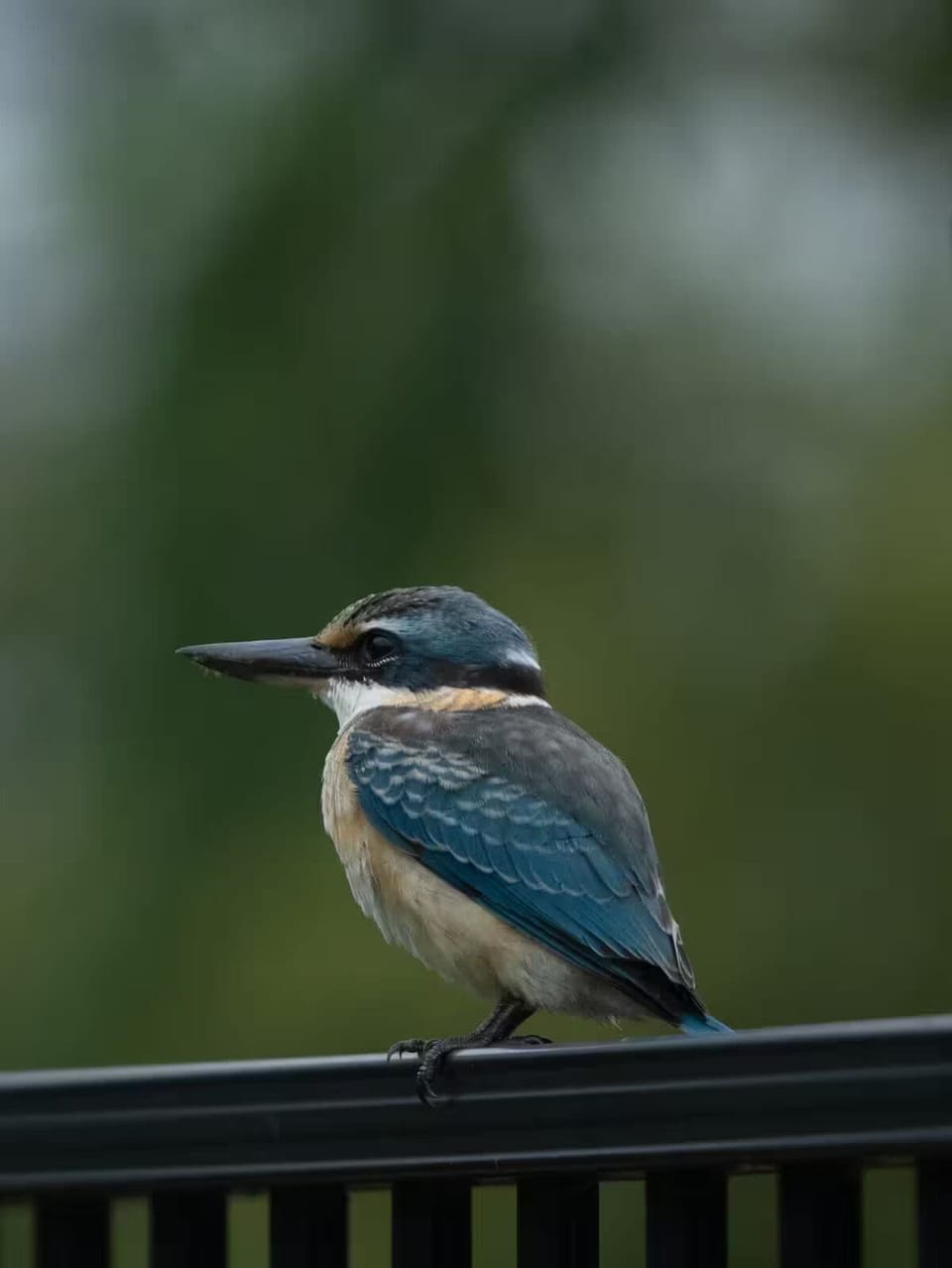 Kingfisher on the front fence