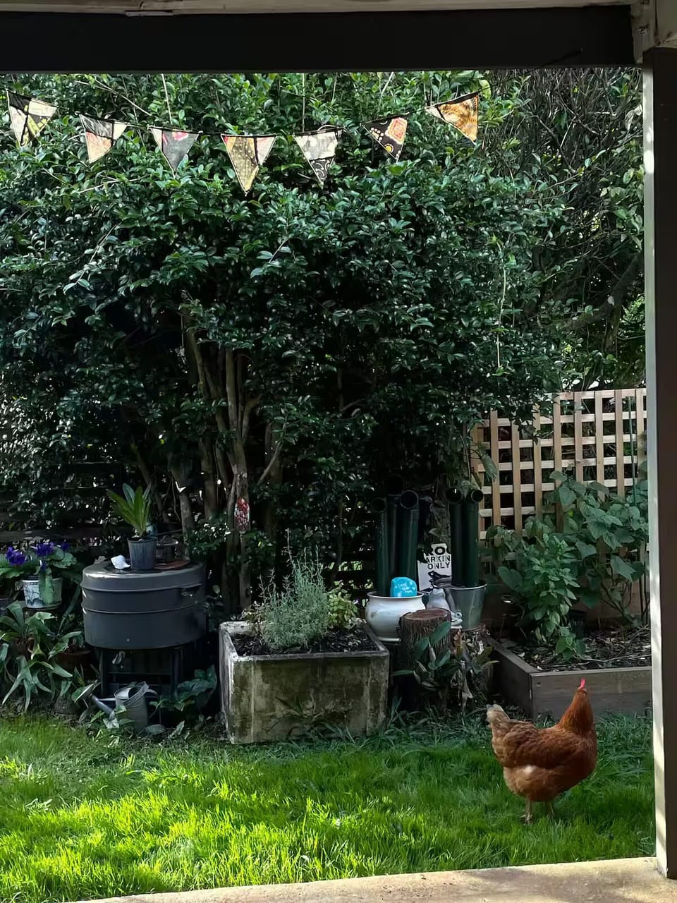 Patio garden, with friendly neighbourhood chickens.