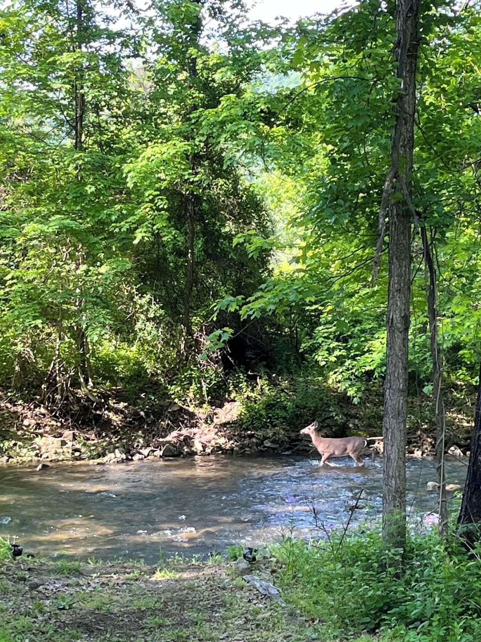 Creek view from deck
