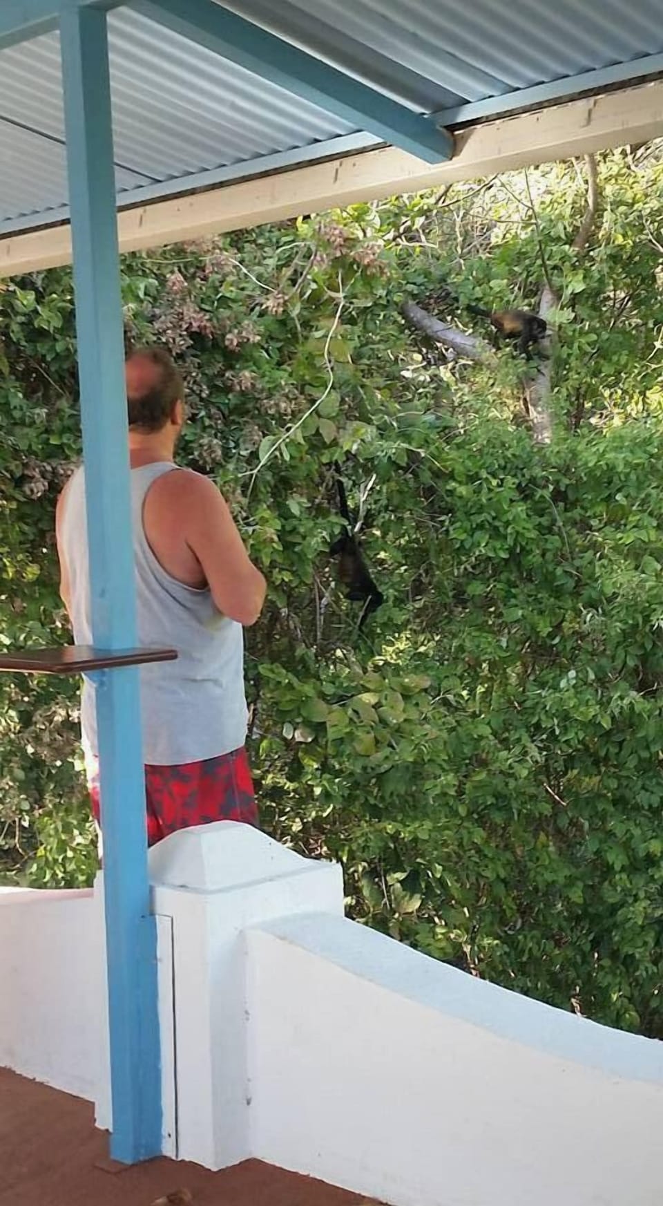 Monkey Viewing