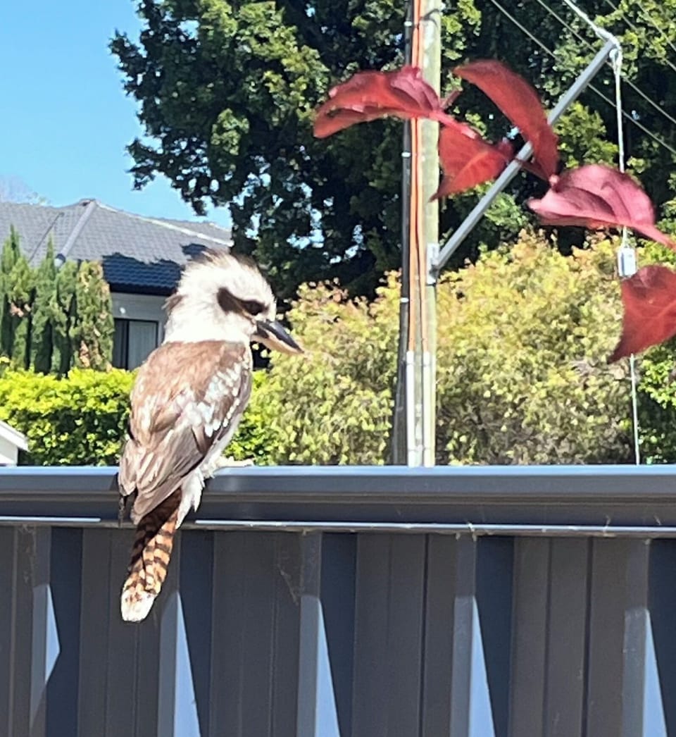 Local Resident Kookaburra 