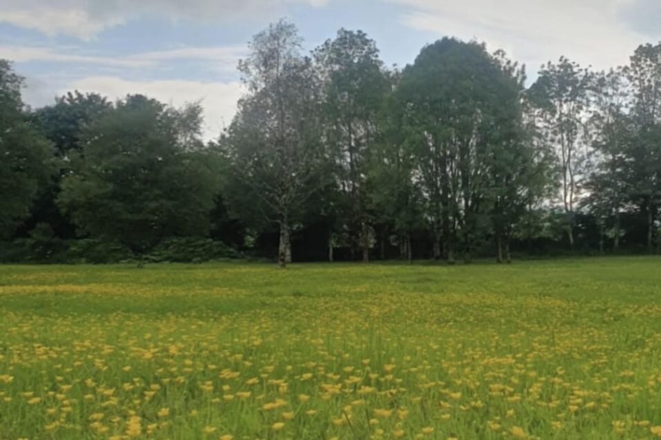 Buttercup lawn