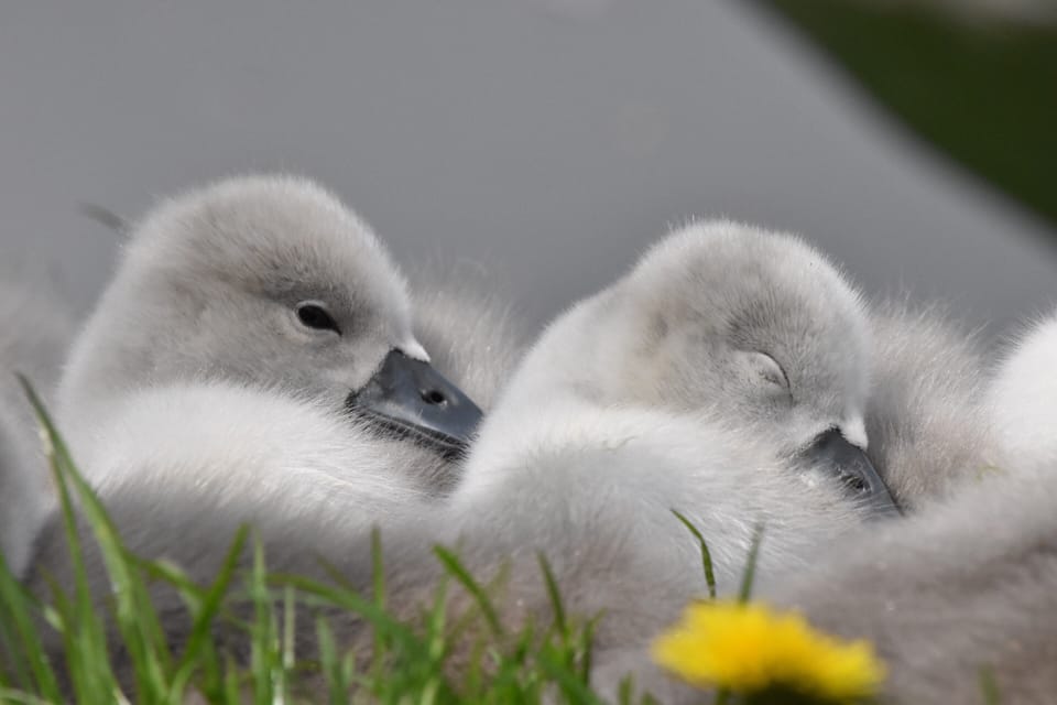 Lots of opportunities for photography enthusiasts 