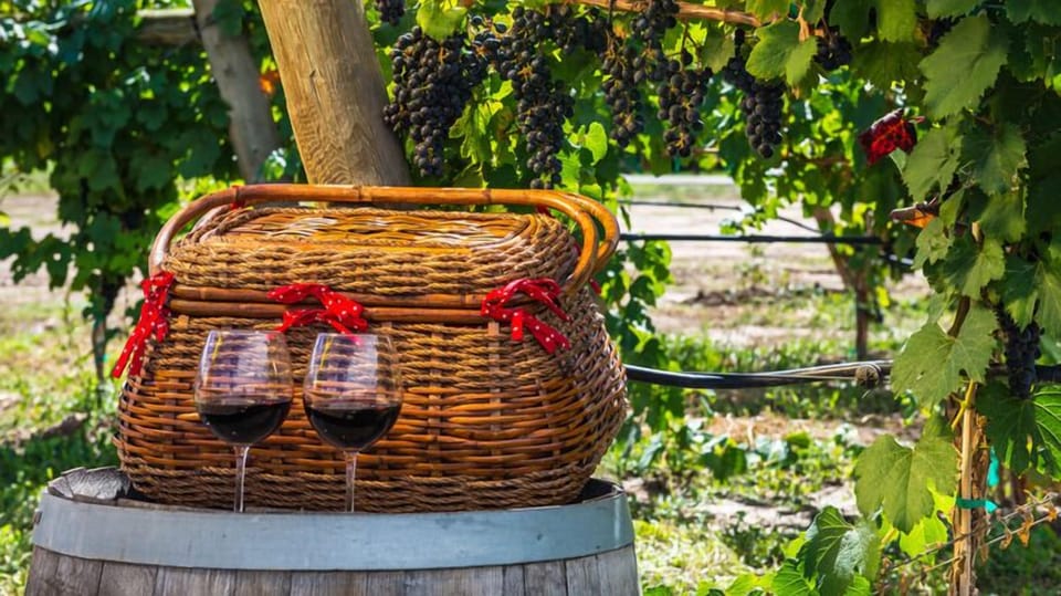 Enjoy wine tasting beneath your own vineyard canopy, where fresh grapes hang overhead and peaceful moments await.