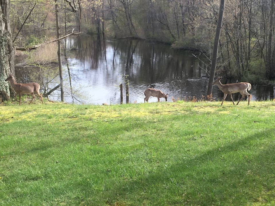 Deer are regular visitors