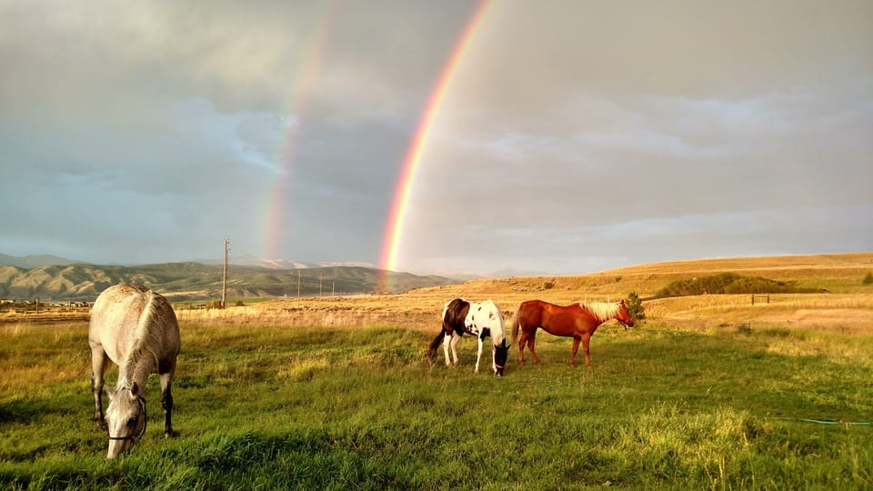 If horses are your best friends, and you want to travel with them, you can. 