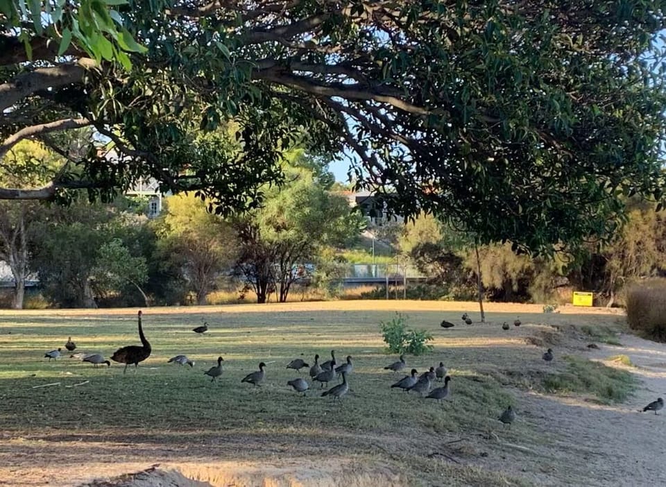 A short few minute walk away is Bank Reserve Park on the Swan River and yes swans are there to enjoy. 