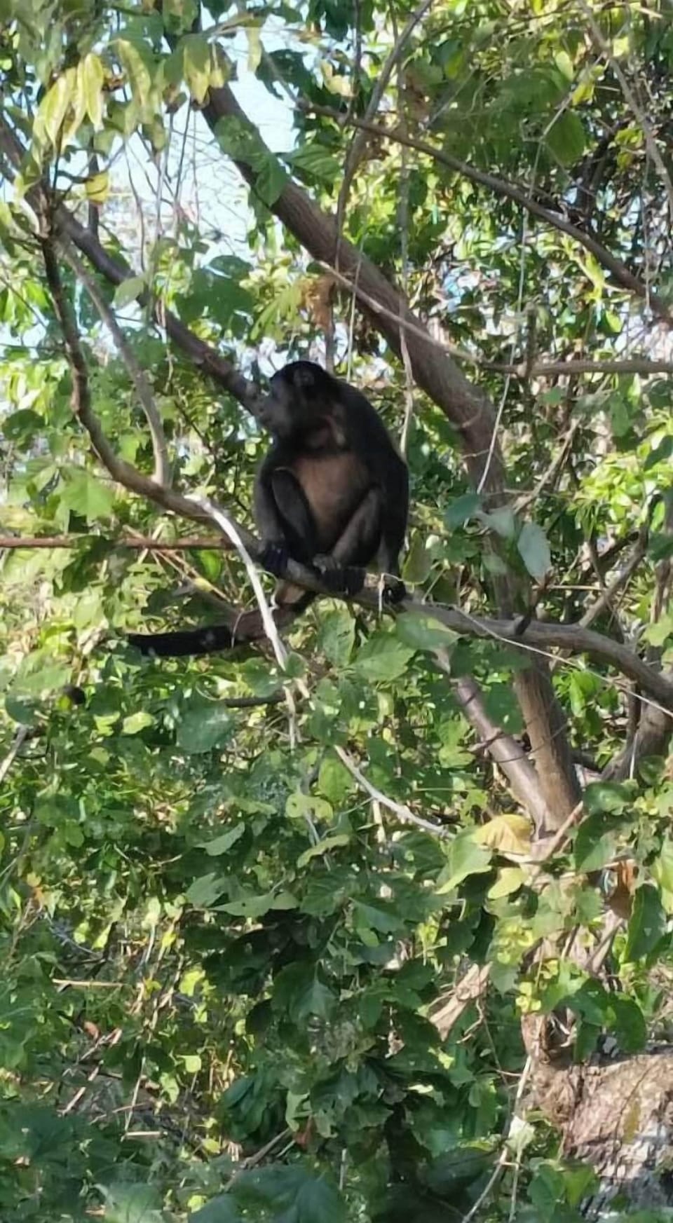 Monkeys on the Property