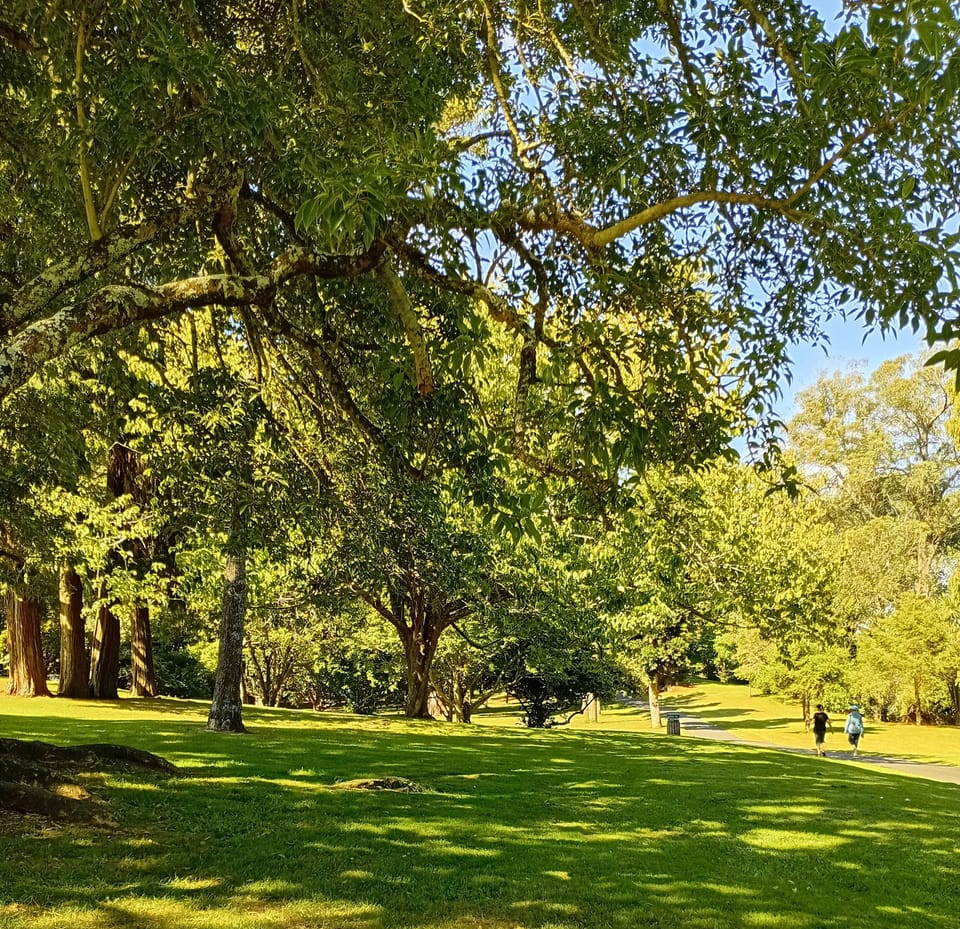Huge trees in the Park to get up close and personal 