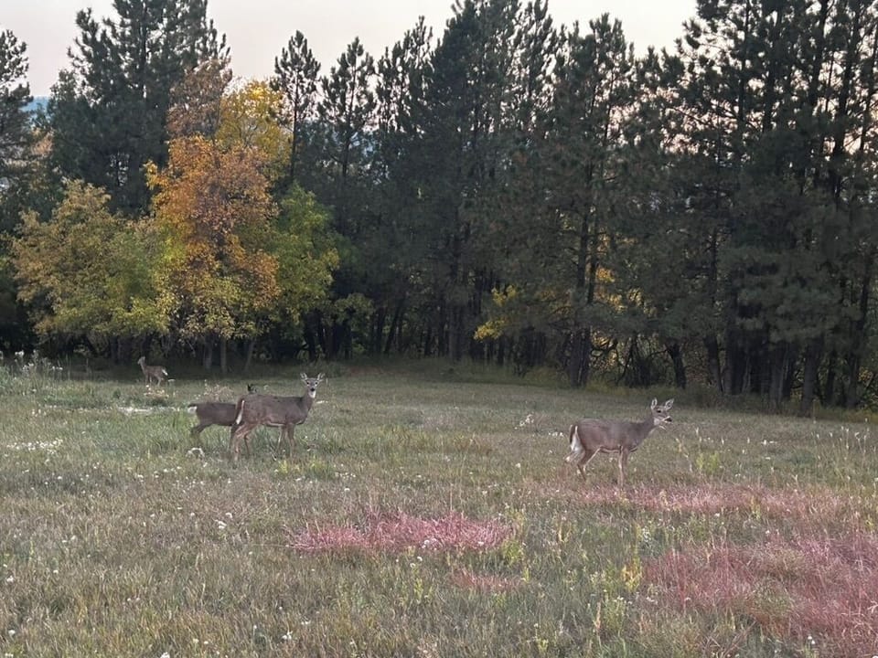 B75A970B-C3B7-4BED-B208-A6999096B3D5_1_105_c