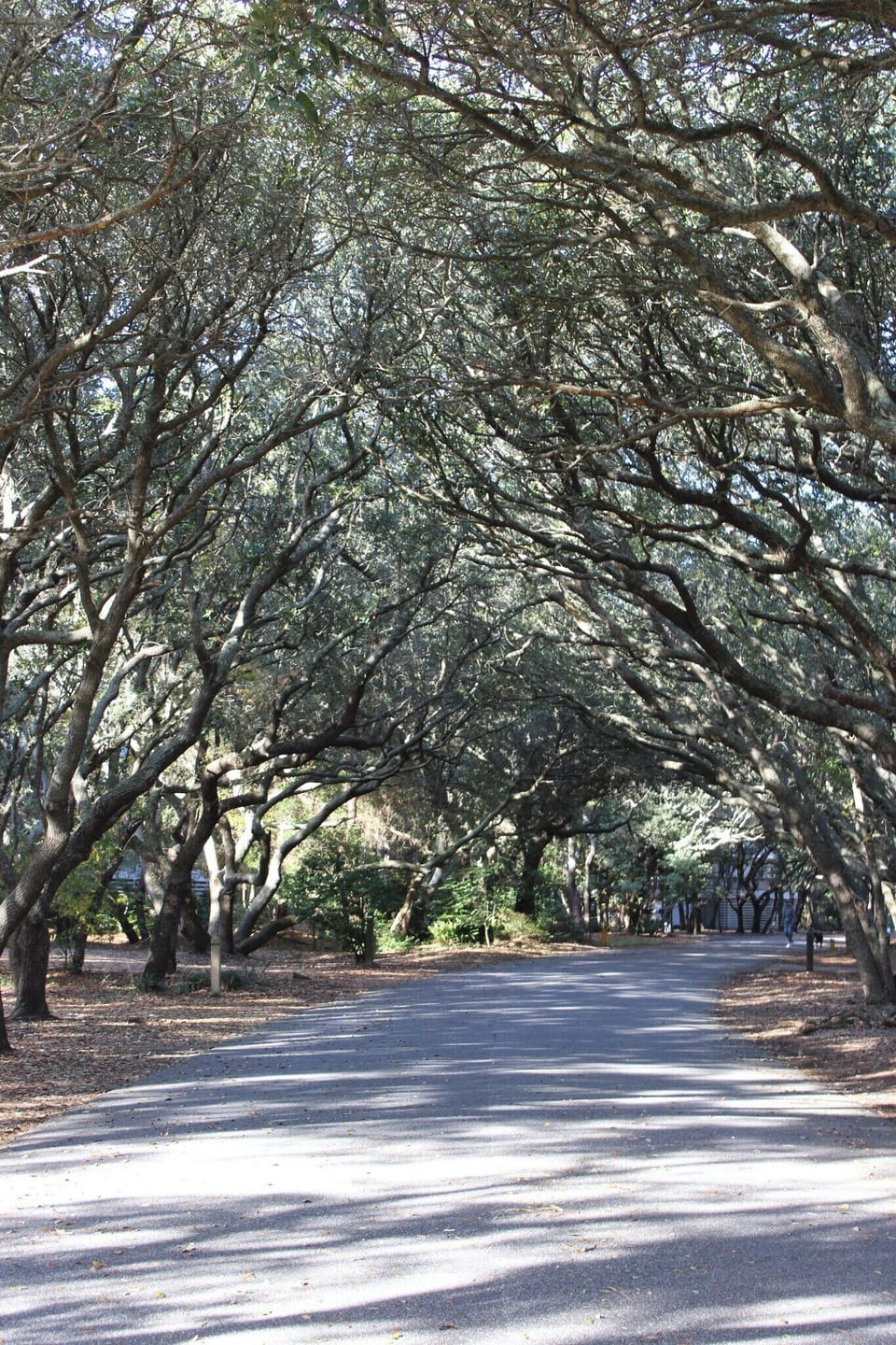 Live Oaks greet you as you enter the neighborhood