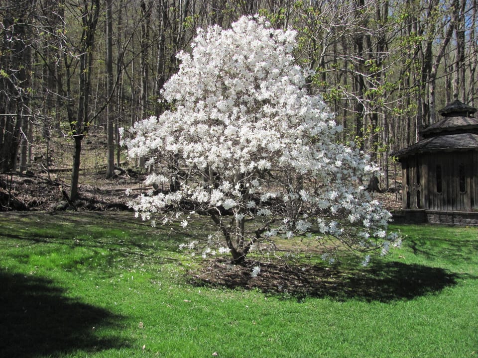 Magnolia - Spring - Printemps
