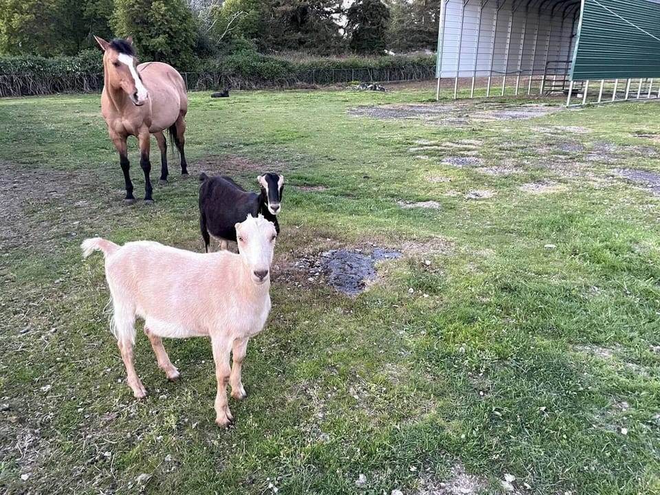 The critters are looking for treats.