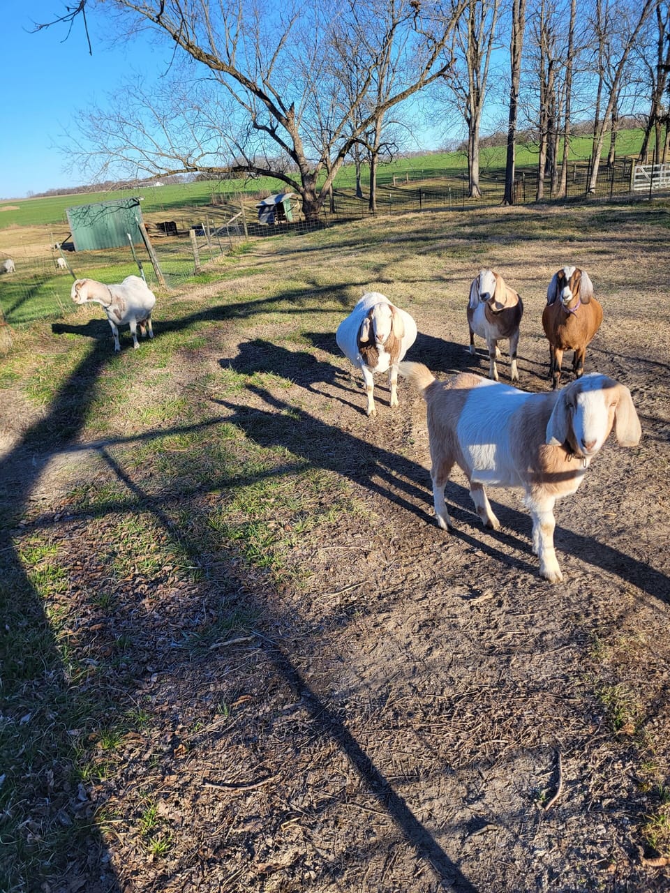 Sally,Daffy,Susie Q,Star