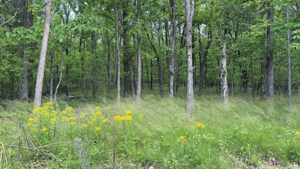 Beautiful views beyond the FirePit area 