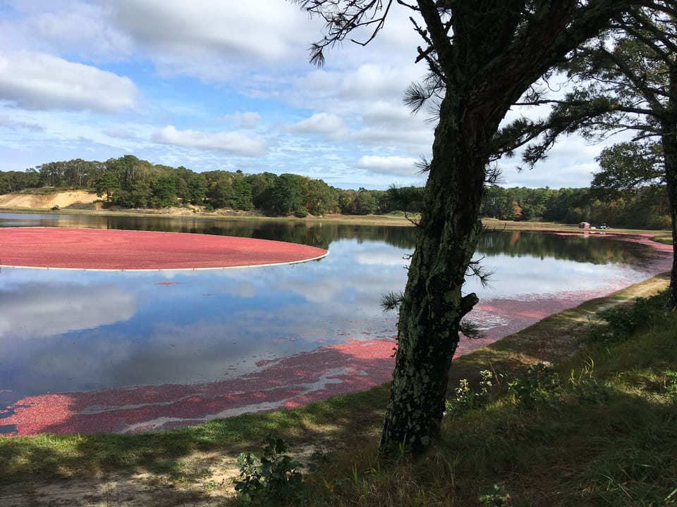Beautiful Cranberry Bog
