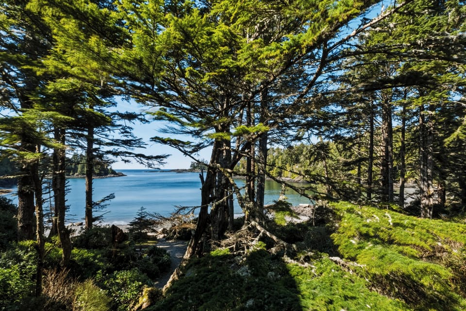 Secluded coastal forest with serene bay views and shoreline access
