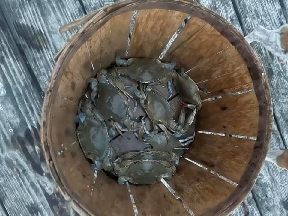 best crabbing in season