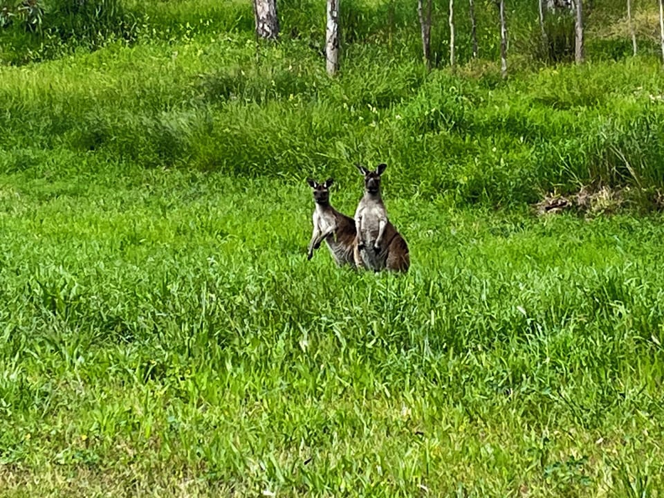 Kangaroos in the Craigburn Farm trails nearby.