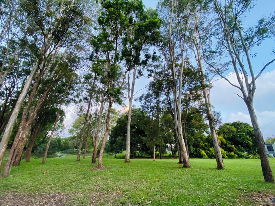 Your treed view & space to enjoy