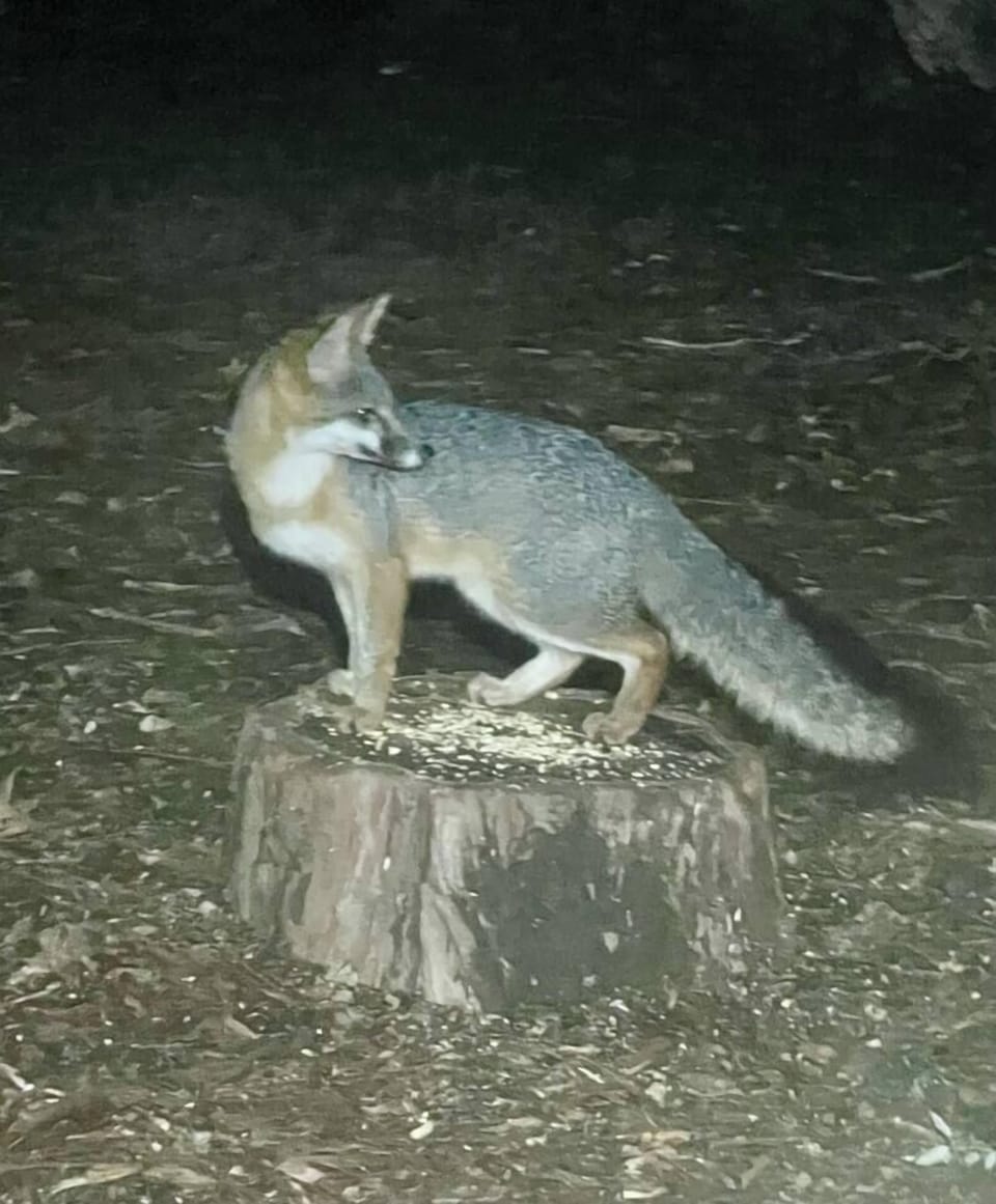 This foxy fellow was photographed near the cottage. Foxes frequent the property, usually after dark.