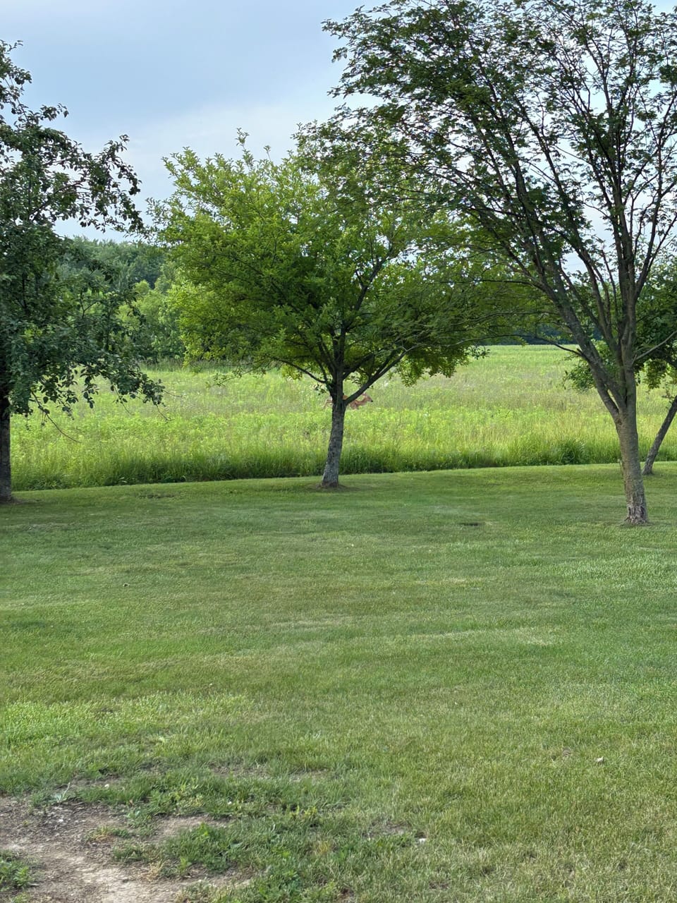 Backyard looking out on the 18+ acres