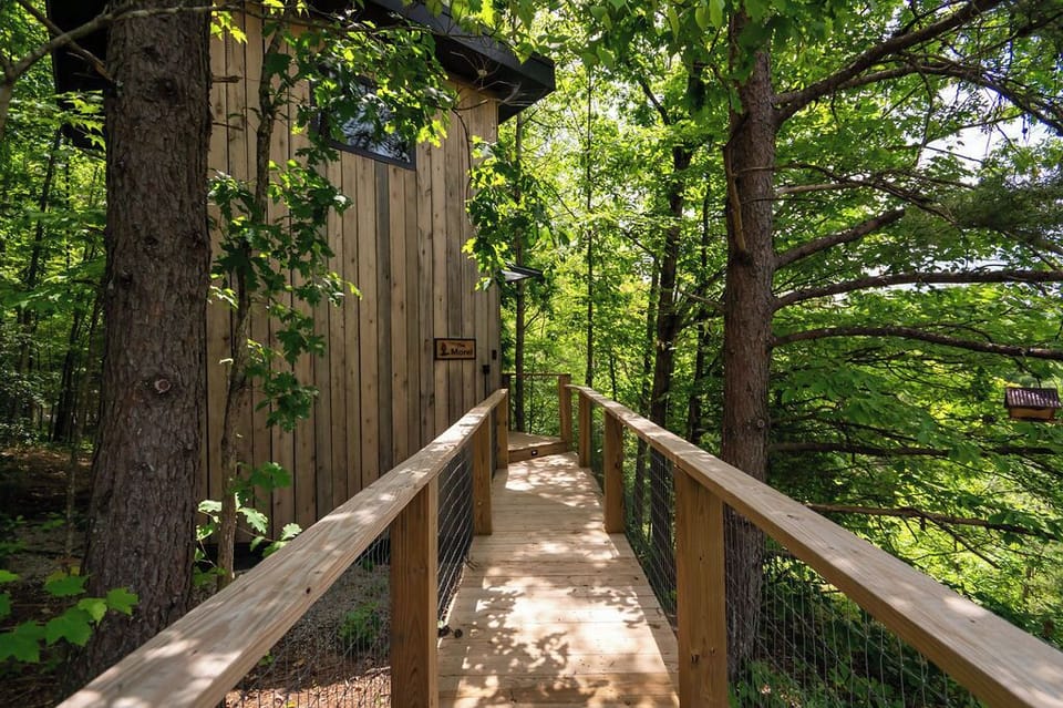 Welcome to The Morel!