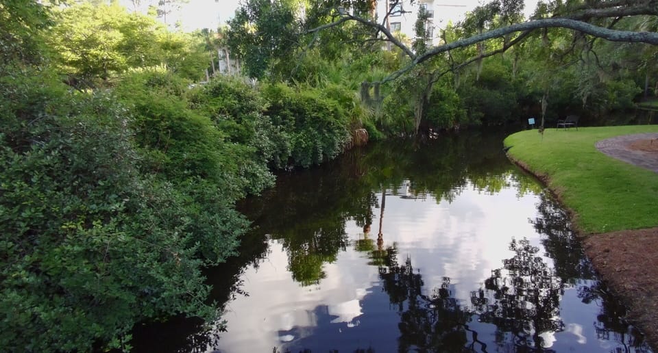 Watch the turtles swim in the mote!