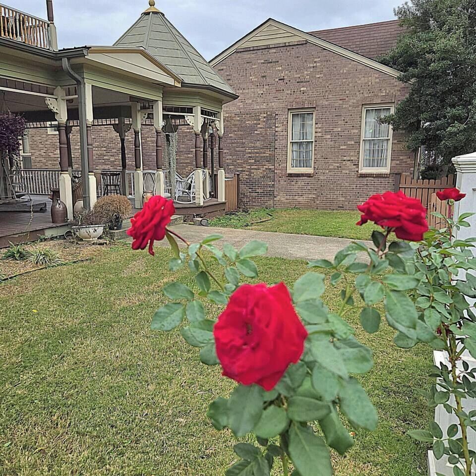Roses in bloom
