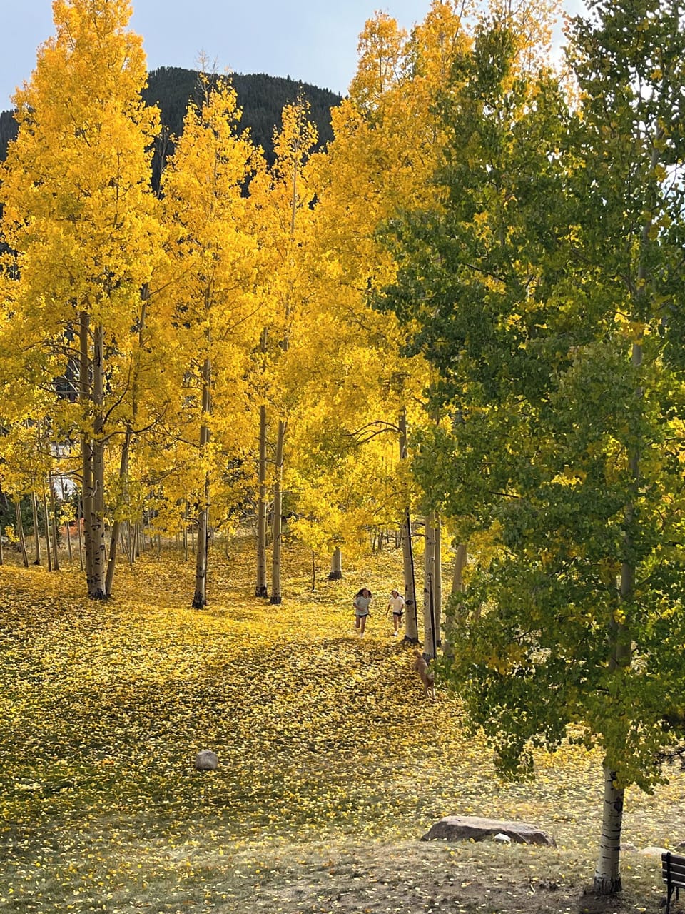 Enjoy golden Aspen trees during the fall!