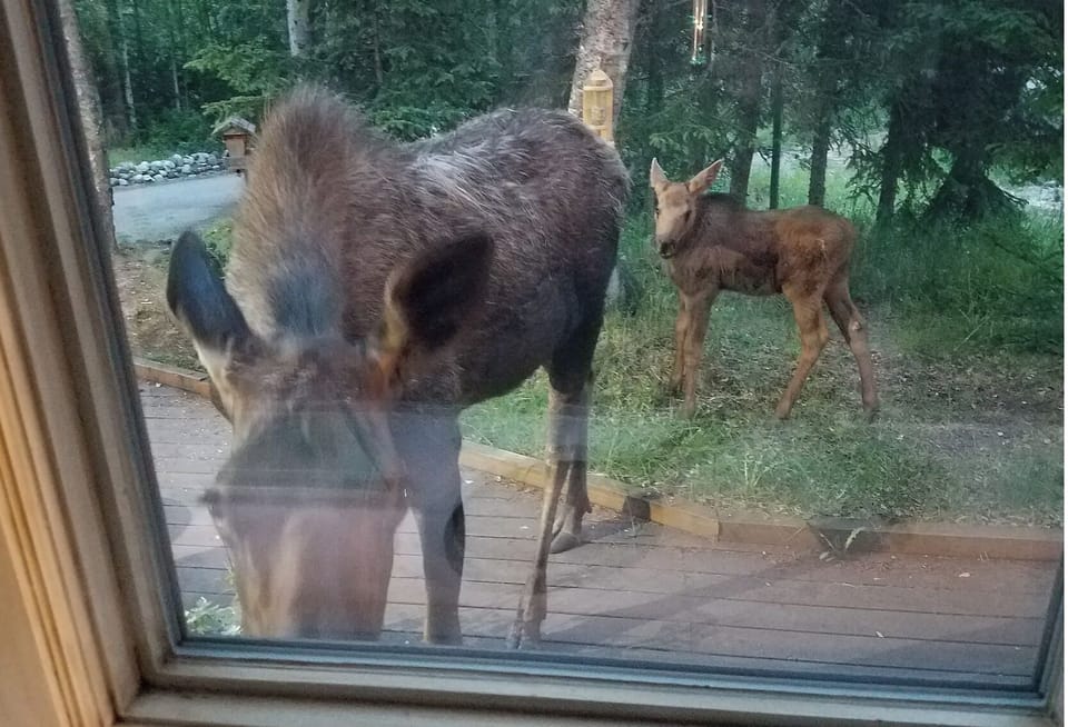 Mama moose and Baby at the kitchen window