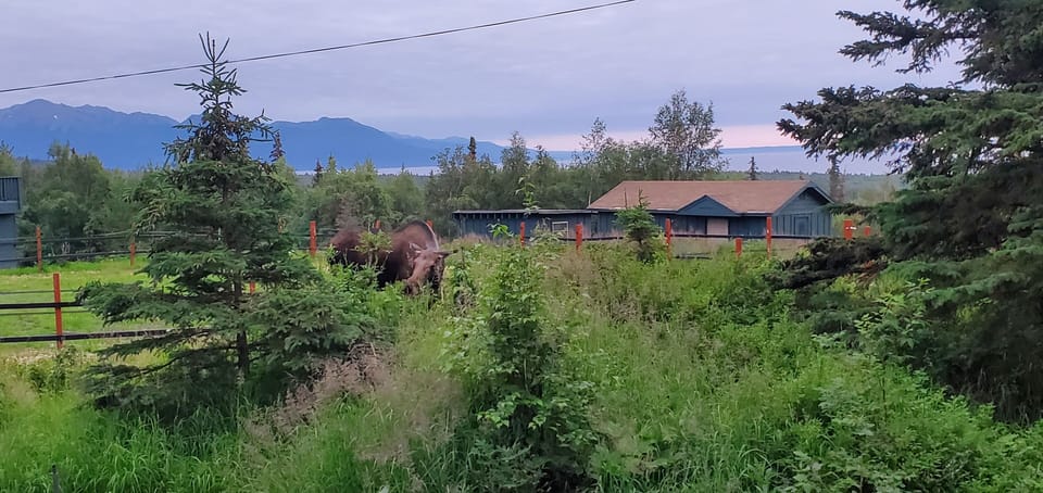 View from deck. Summer moose and calves. Never a shortage of moose around here
