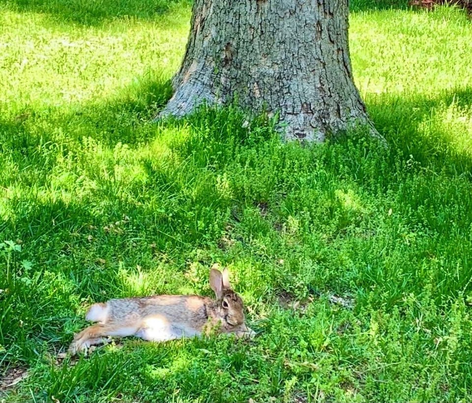 Resident bunny enjoying the cool shade under the oak tree.