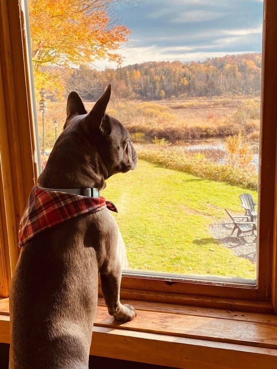 Animaux bienvenue. Chalet Zenitude 3, Montpellier/Lac-Simon