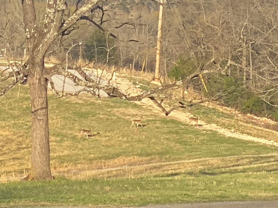 Deer in property
