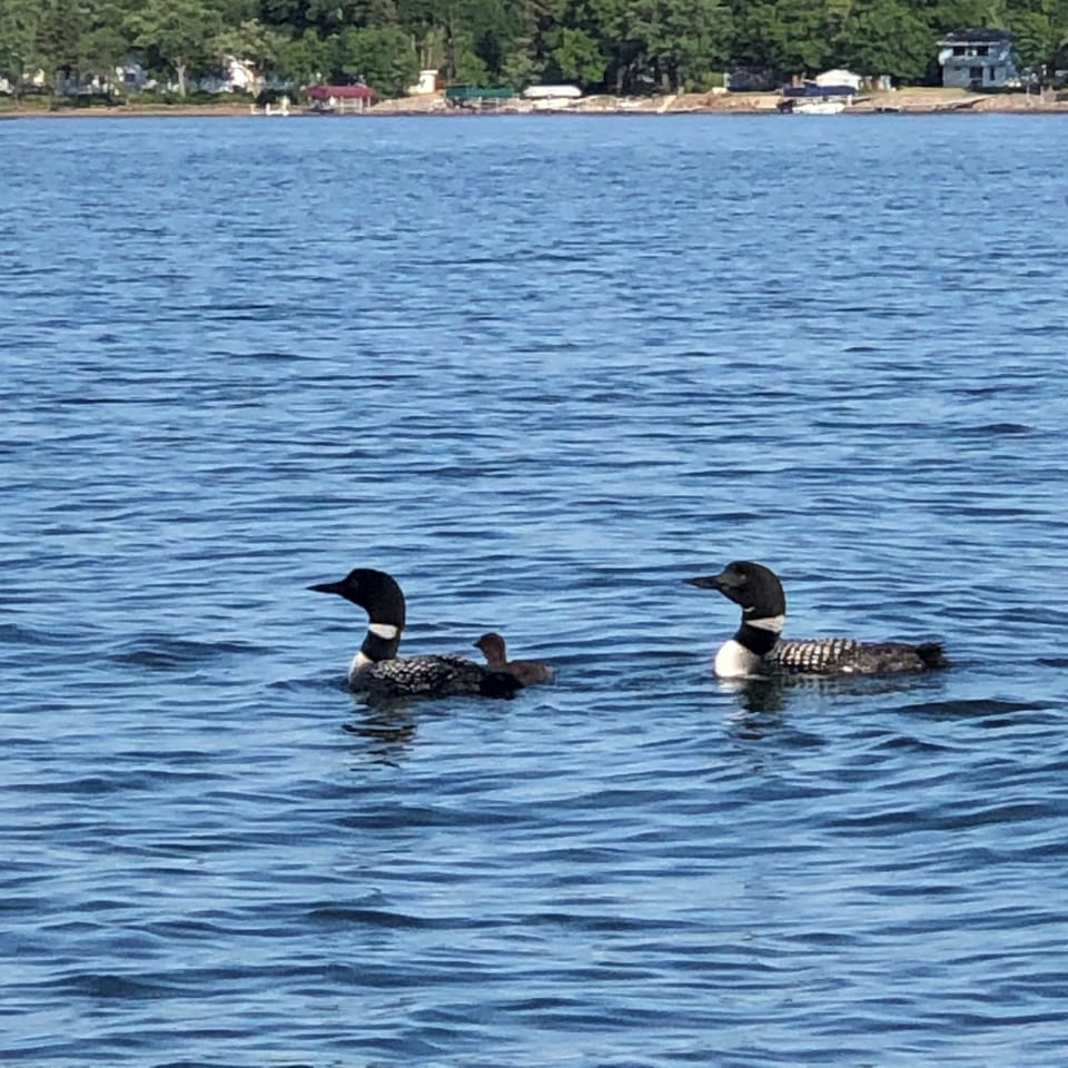 Loons with baby