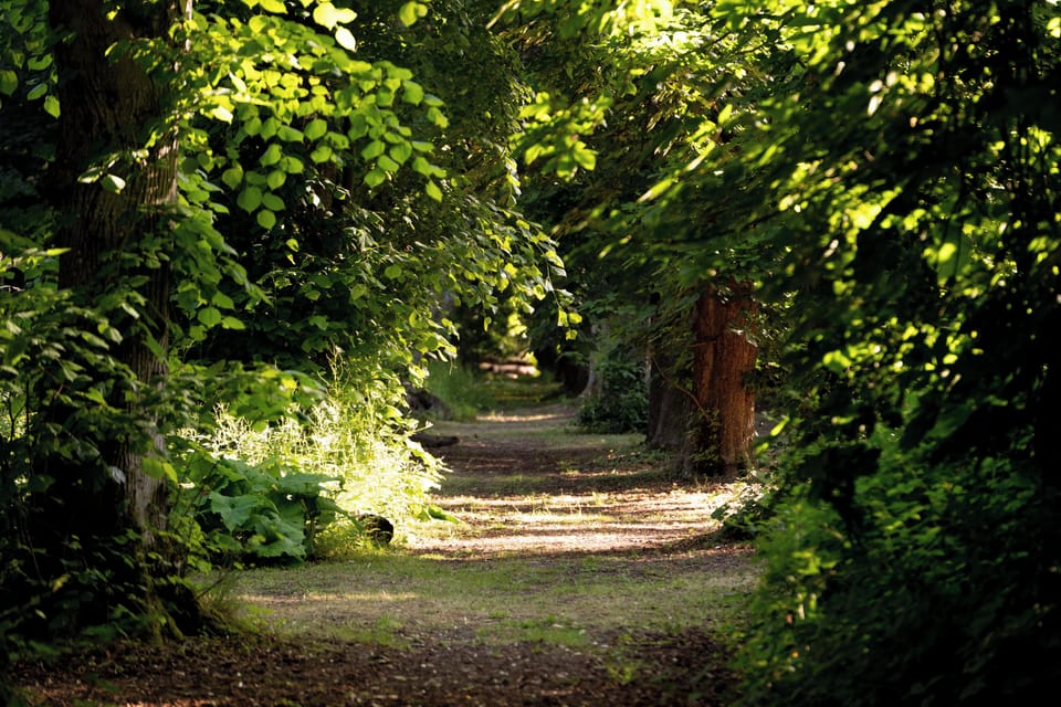 Hollington park glamping woodland